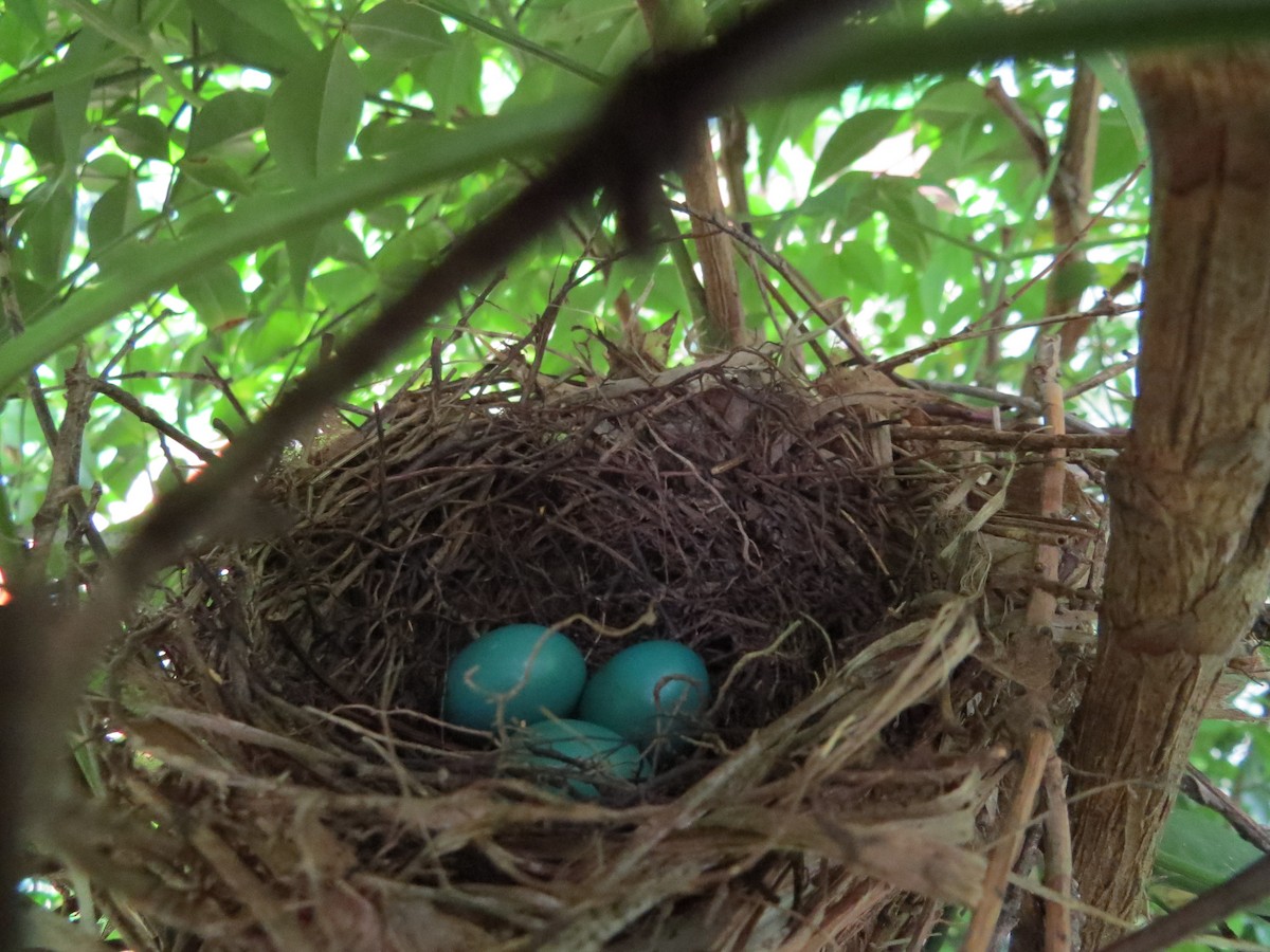 Gray Catbird - Cheryl J Jacobson