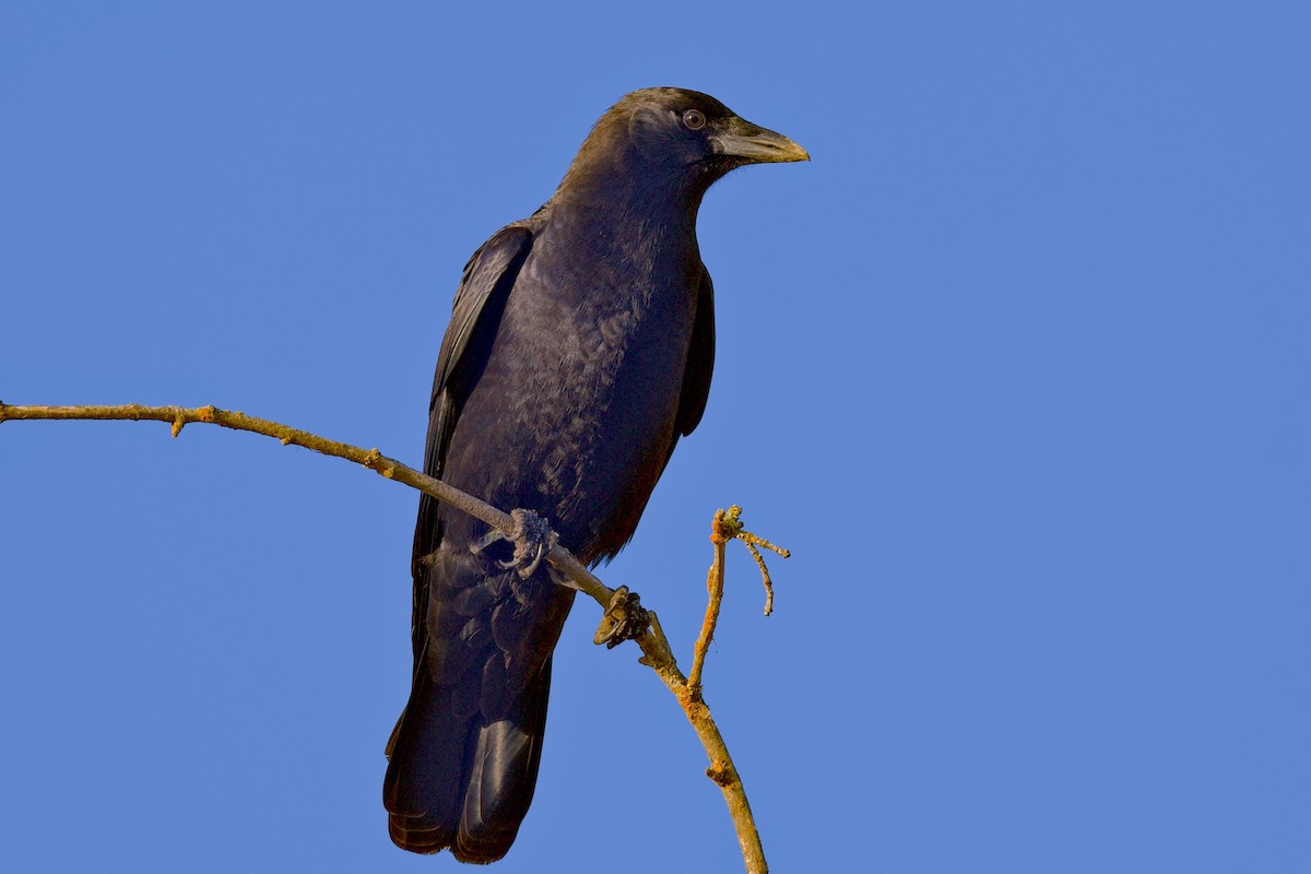 American Crow - ML285944671