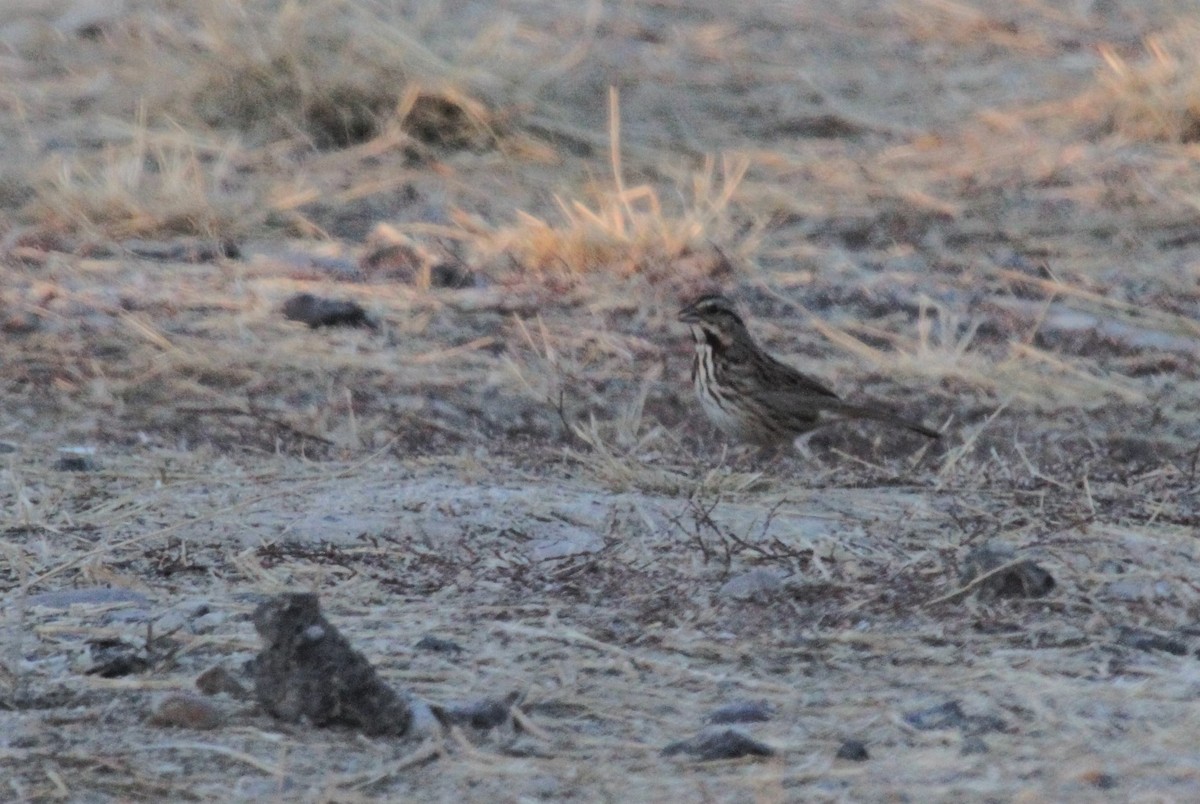 Song Sparrow - ML285944811