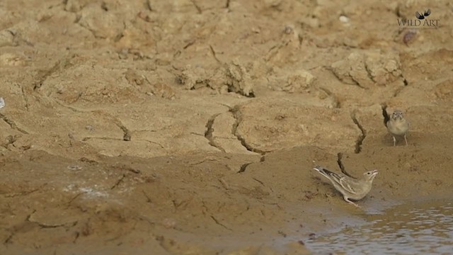 Pale Rockfinch - ML285946141