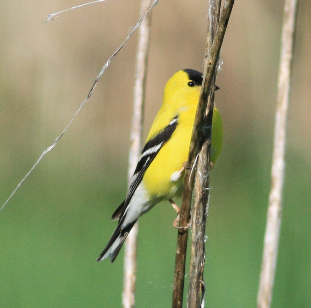 American Goldfinch - ML28594721