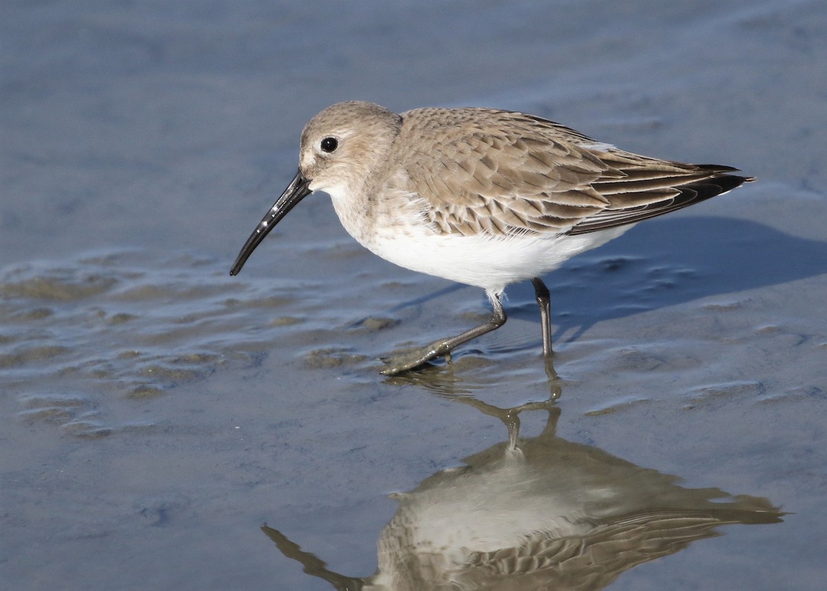 Dunlin - ML285950921