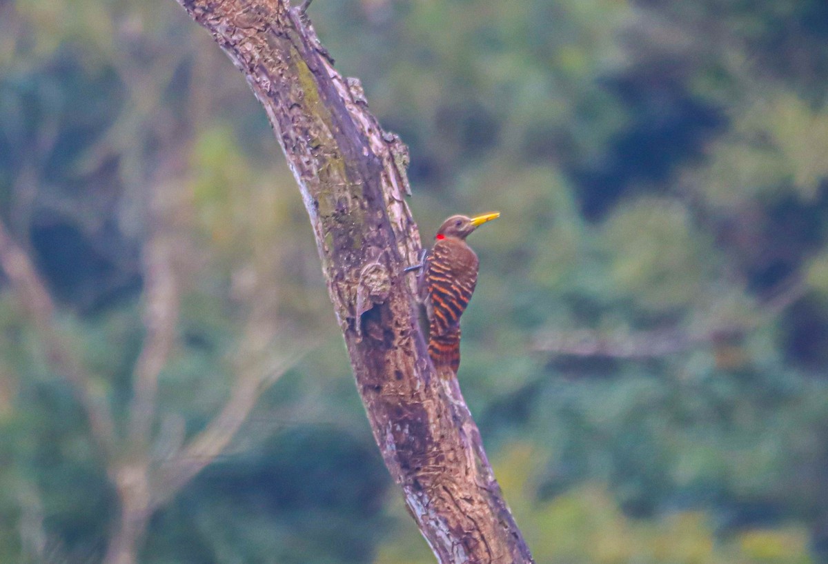 Bay Woodpecker - Akshat K