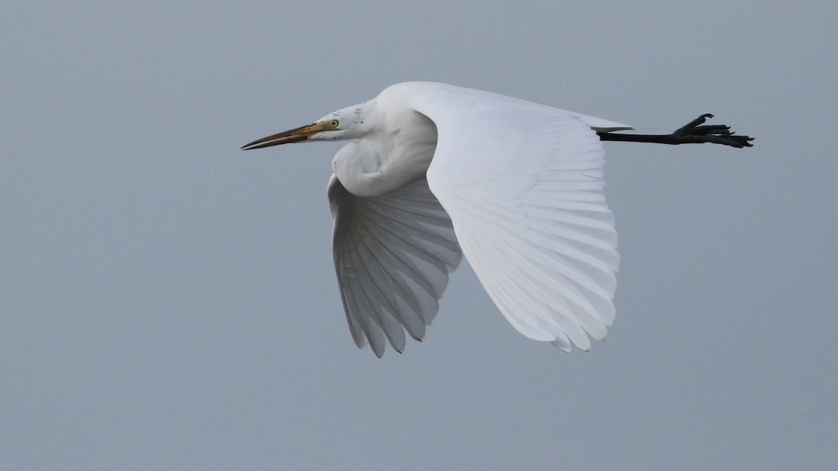 Great Egret - ML285951471