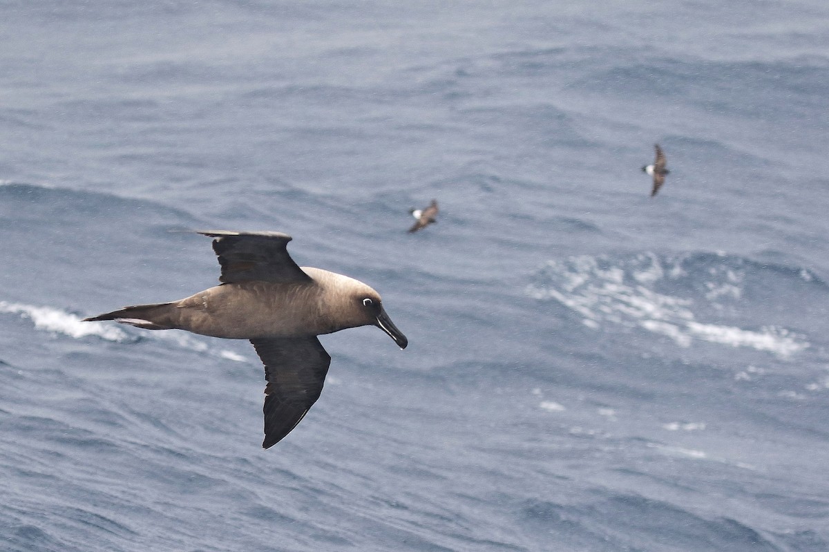 Sooty Albatross - Plaxy Barratt