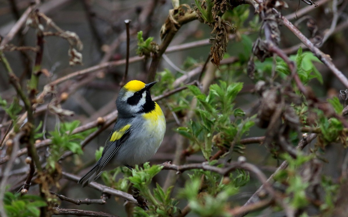 Golden-winged x Blue-winged Warbler (hybrid) - Jay McGowan