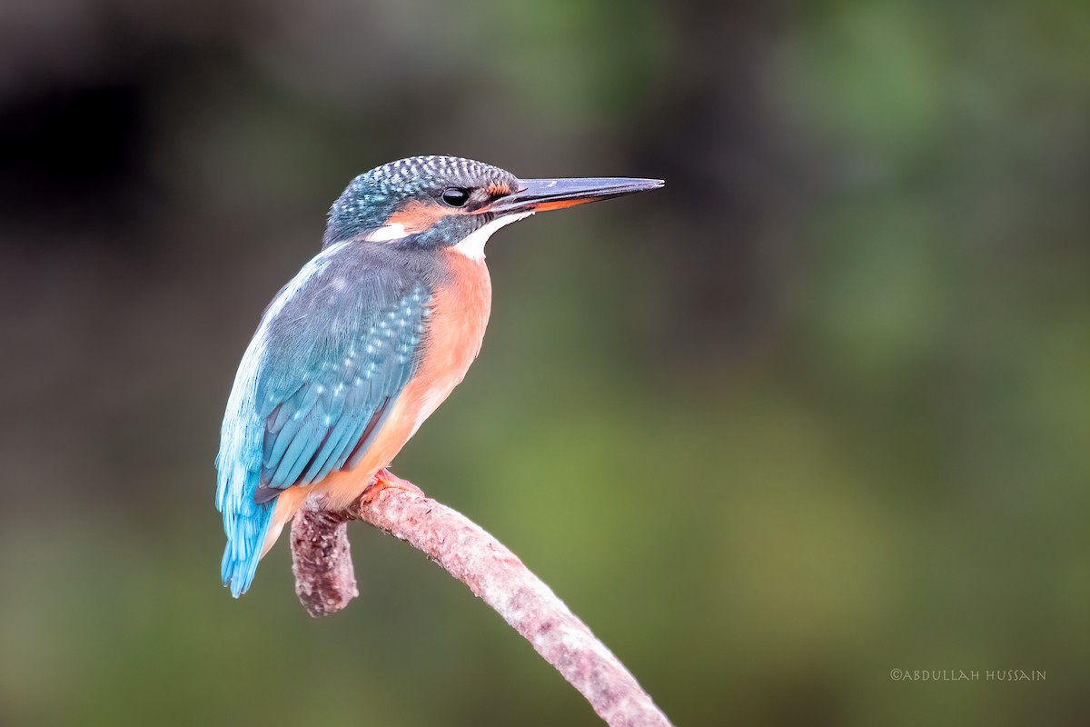 Common Kingfisher - ML285956551