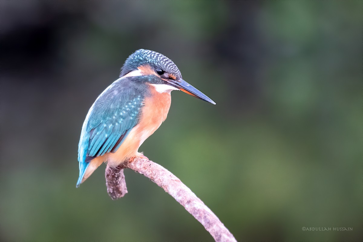 Common Kingfisher - ML285956601