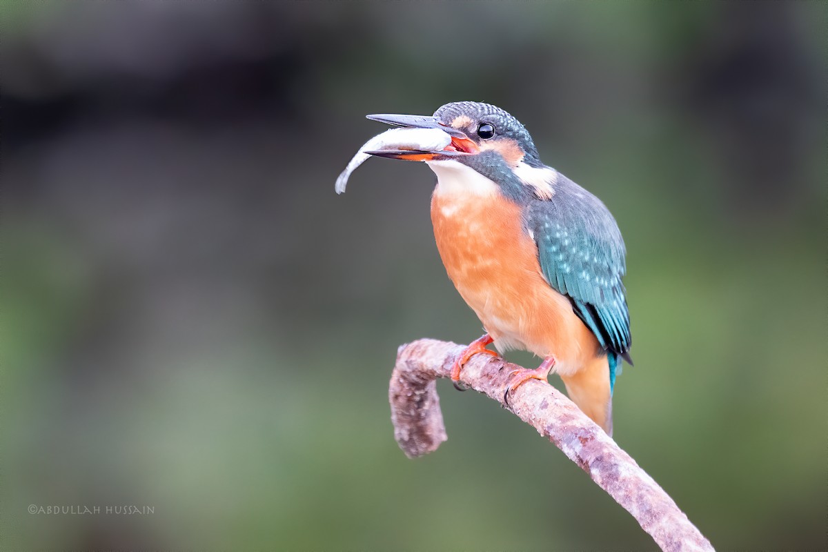 Common Kingfisher - ML285956651