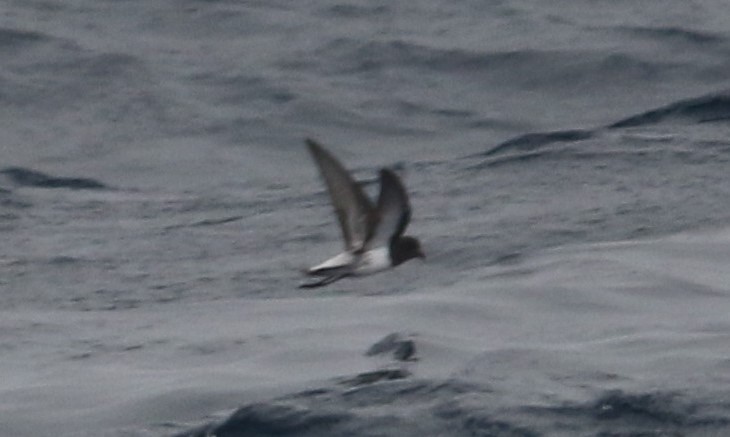 Gray-backed Storm-Petrel - ML28595681
