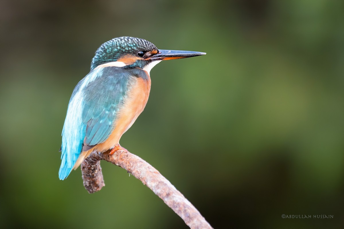 Common Kingfisher - ML285956931