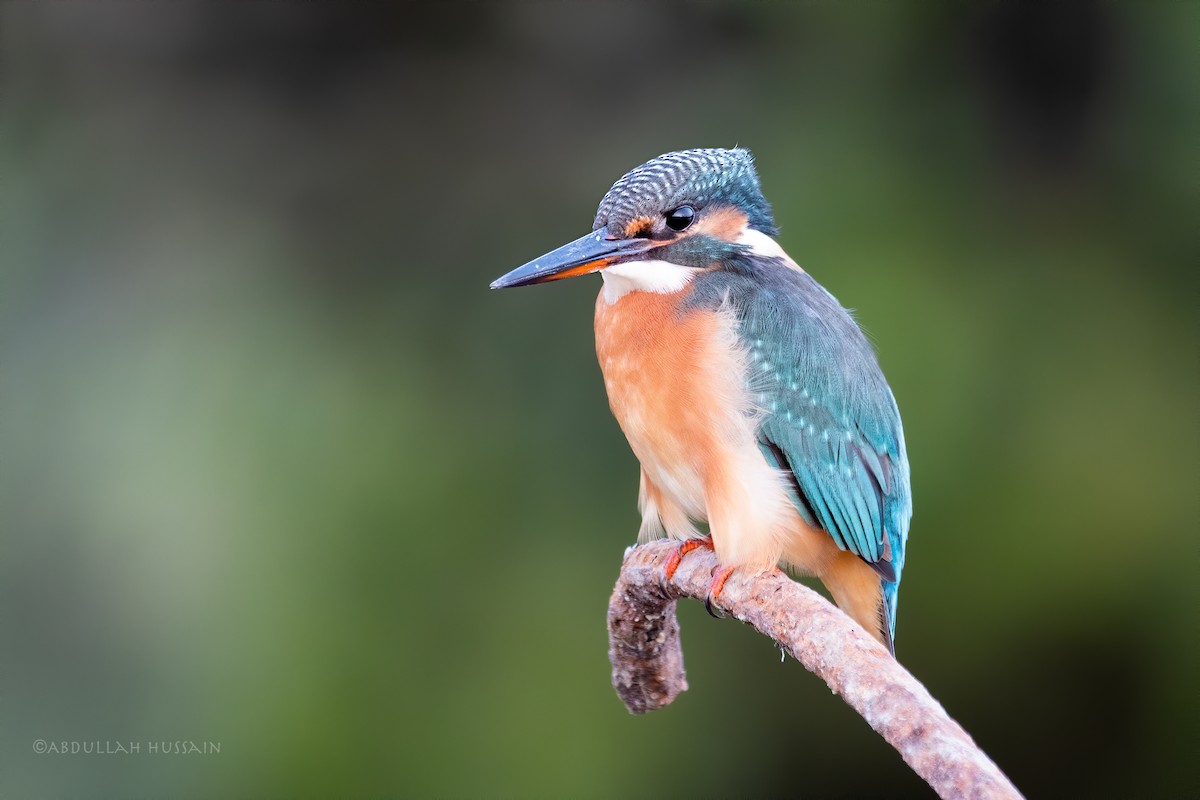 Common Kingfisher - ML285957011