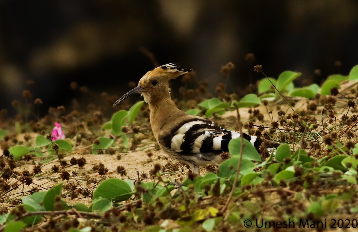 Eurasian Hoopoe - ML285957171