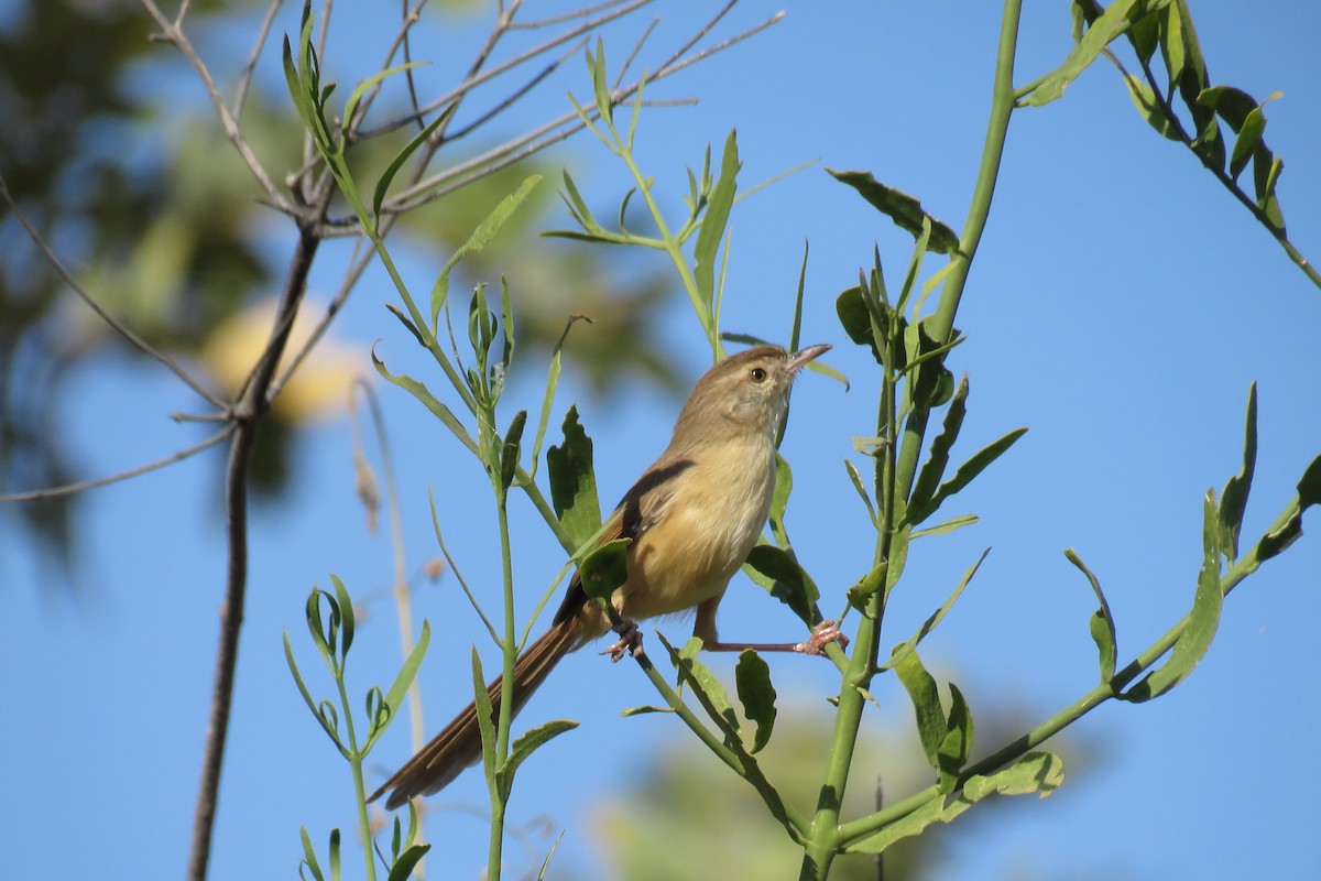 Prinia Frentirrufa - ML285957701