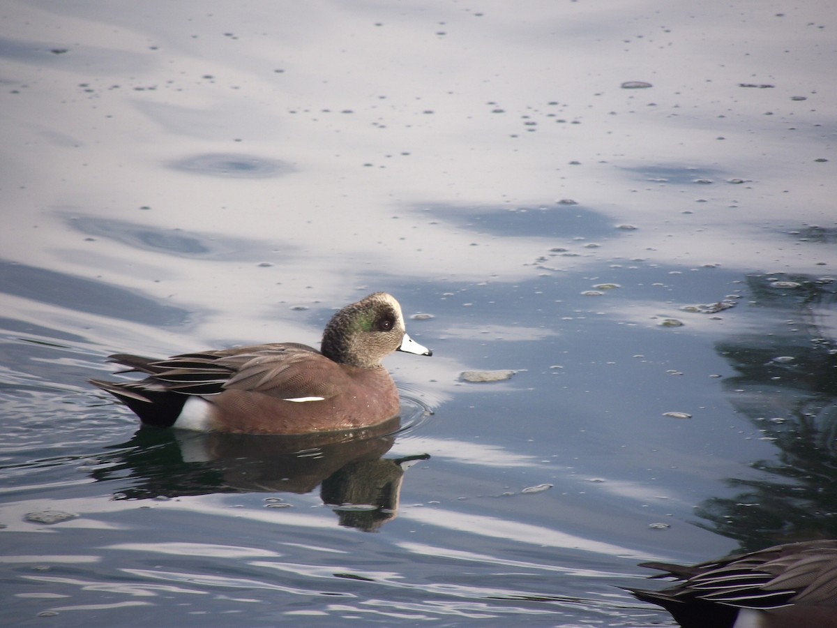 American Wigeon - ML285959681