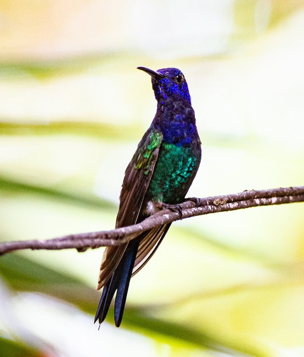 Swallow-tailed Hummingbird - ML285959821
