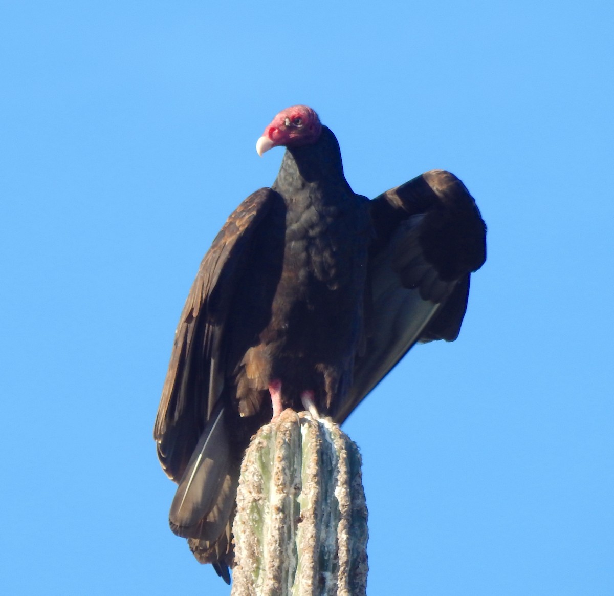 Urubu à tête rouge - ML285960121