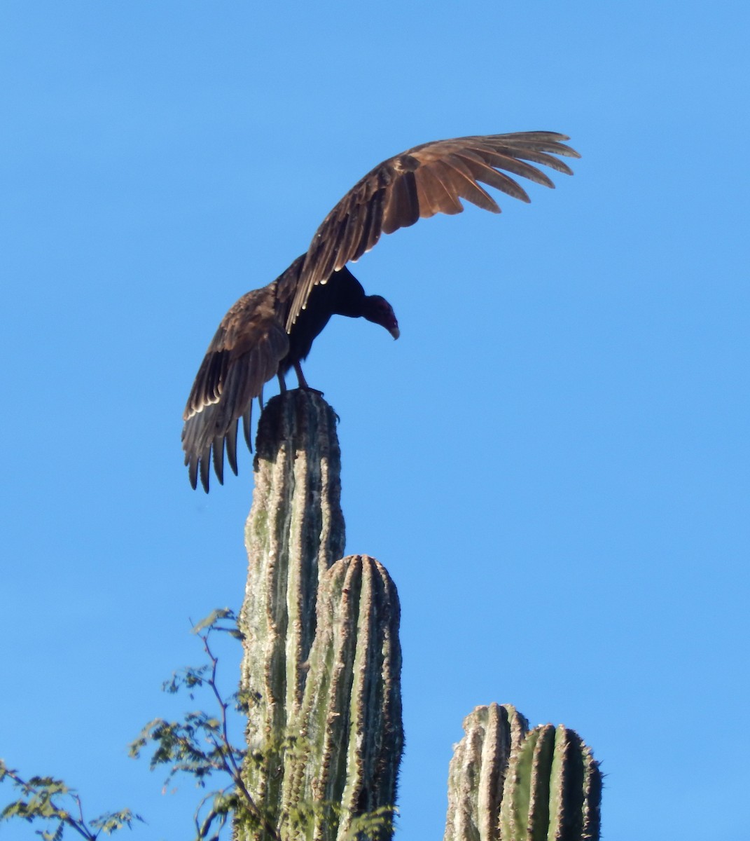 Turkey Vulture - ML285960141