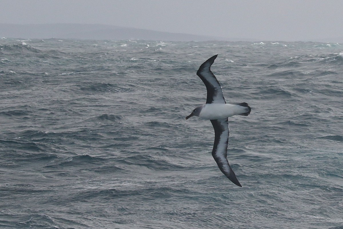 albatros šedohlavý - ML28596121