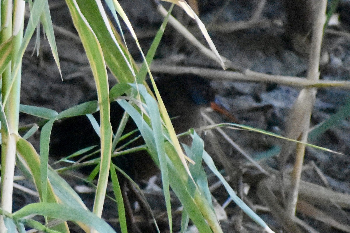 Virginia Rail - ML285961711