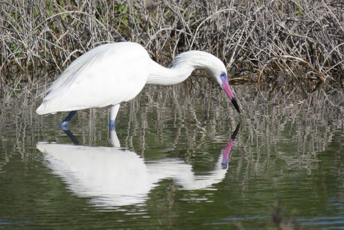 Reddish Egret - ML285962031