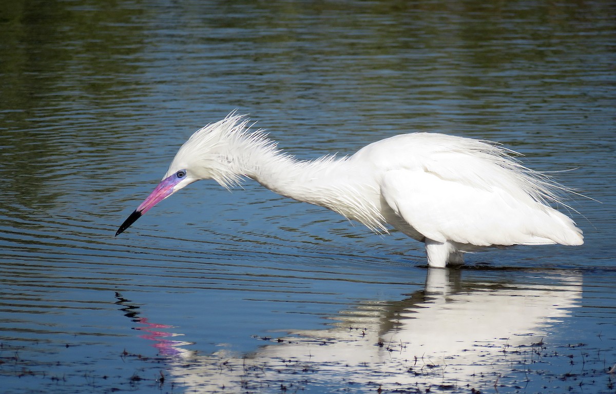 Reddish Egret - ML285962111