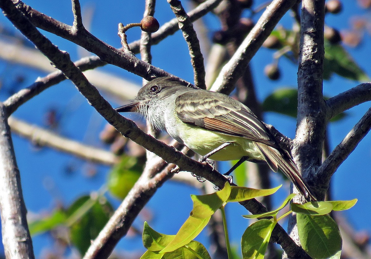 Stolid Flycatcher - ML285962351