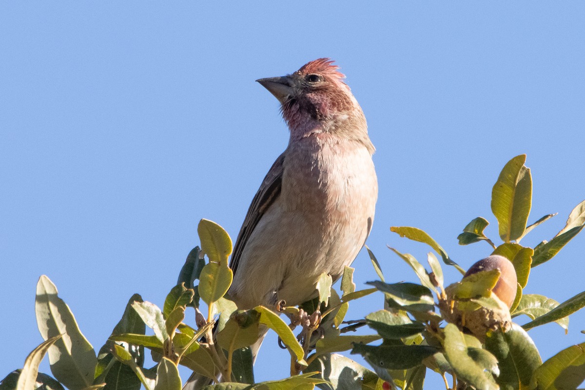 Cassin's Finch - ML285962451