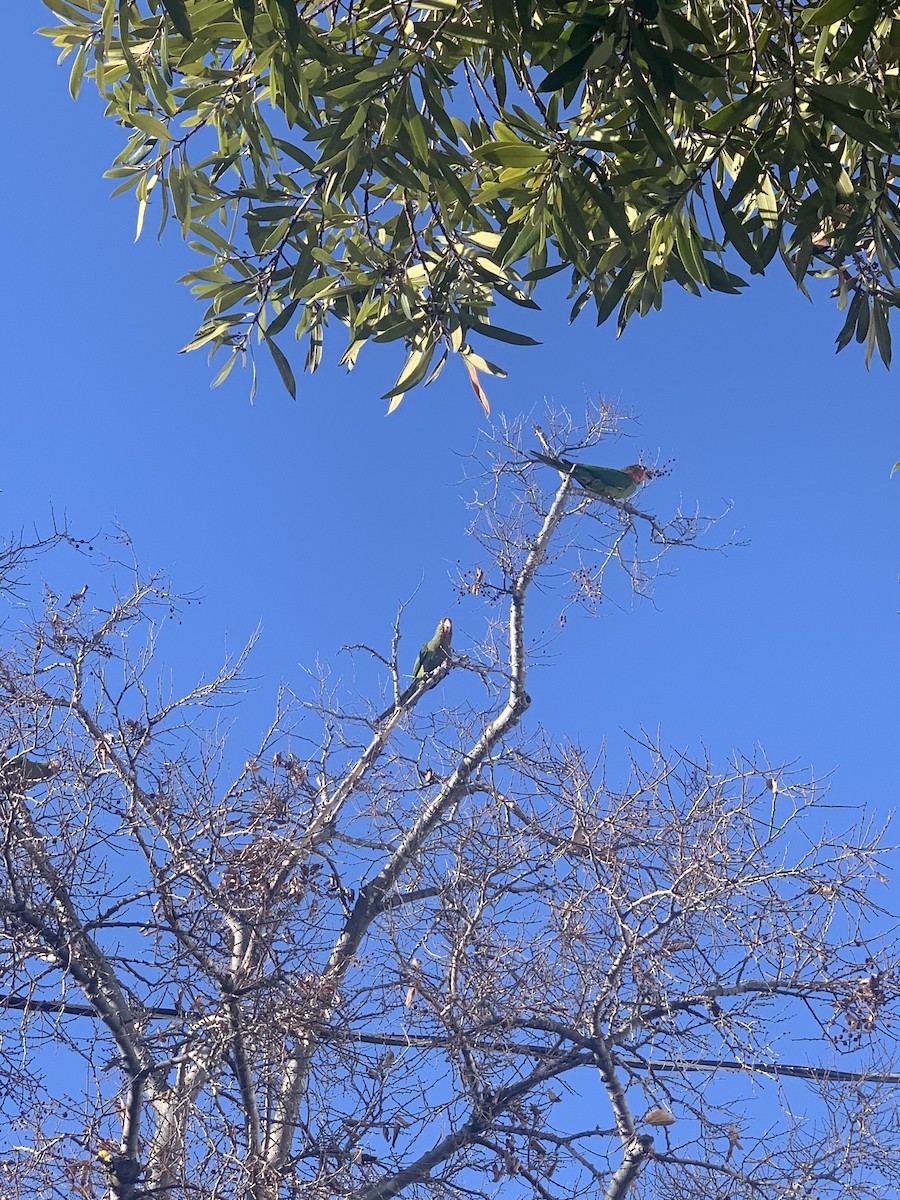 Mitred Parakeet - ML285962471