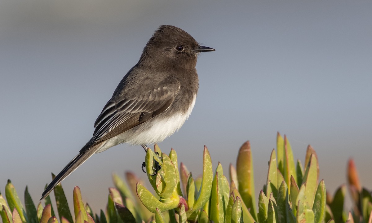 Black Phoebe - ML285962521