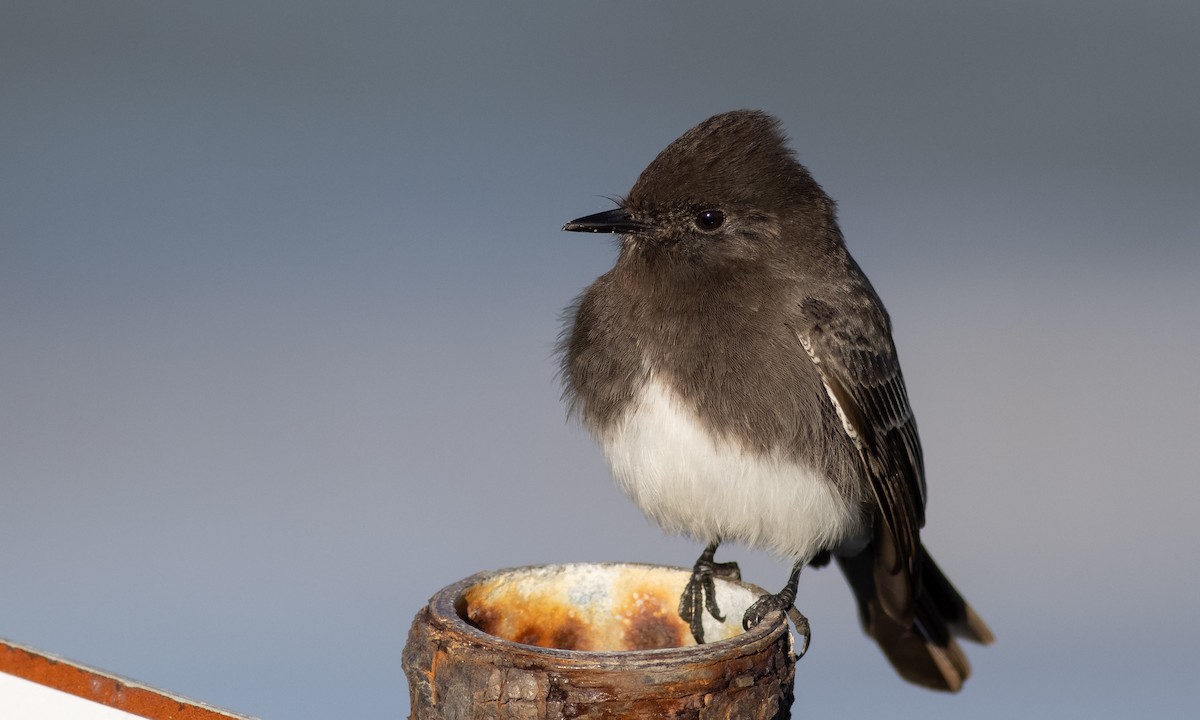 Black Phoebe - ML285962531