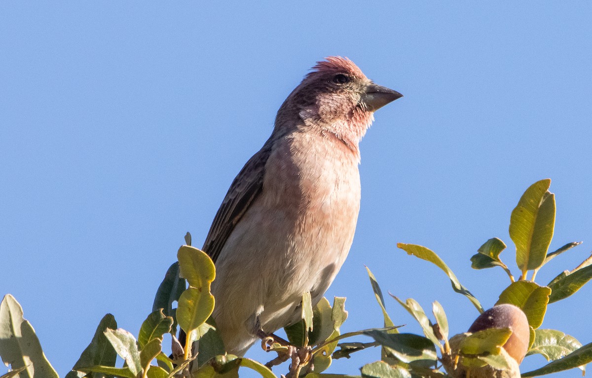 Cassin's Finch - ML285963061