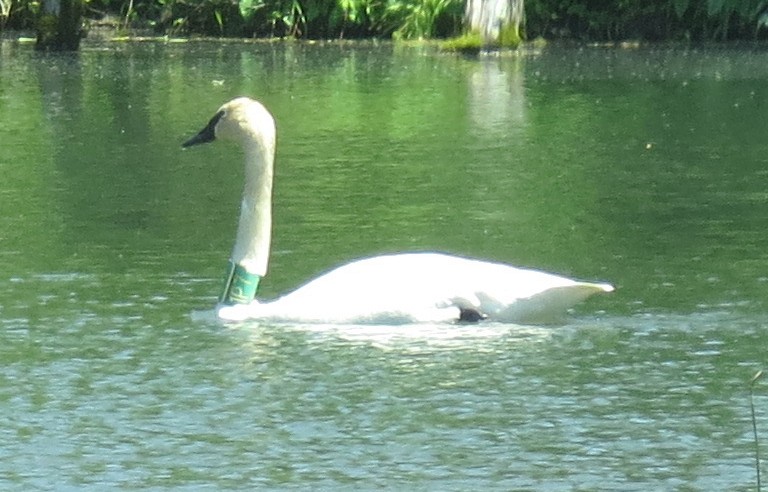 Trumpeter Swan - ML28596531
