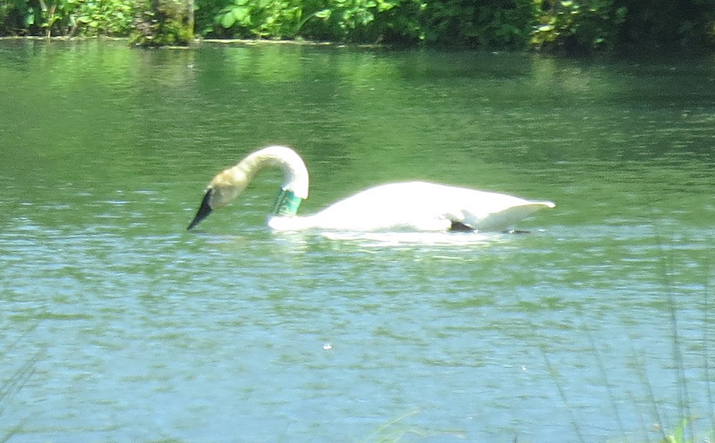 Trumpeter Swan - ML28596541