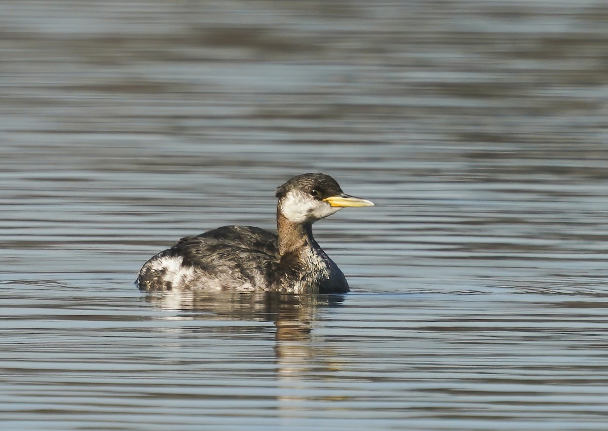 Red-necked Grebe - ML285966031