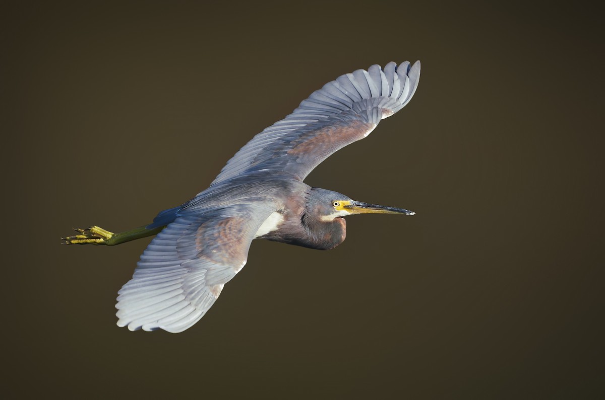 Tricolored Heron - ML285966221