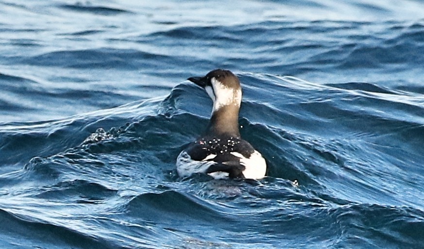 Common Murre - ML285969291