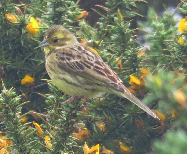 Yellowhammer - ML285969571