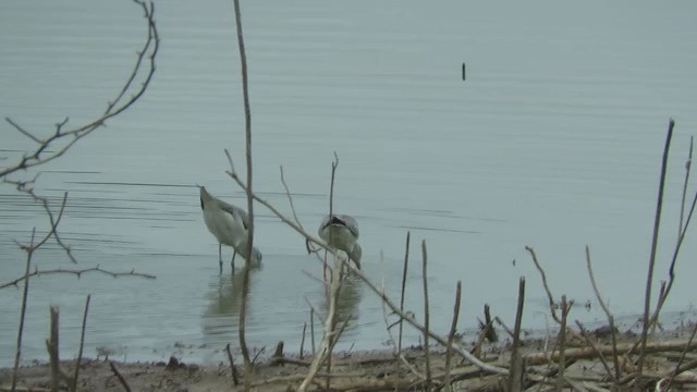 Spotted Redshank - ML285972971