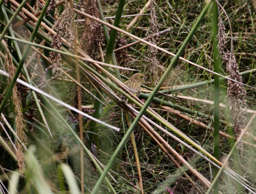 European Greenfinch - ML285973091