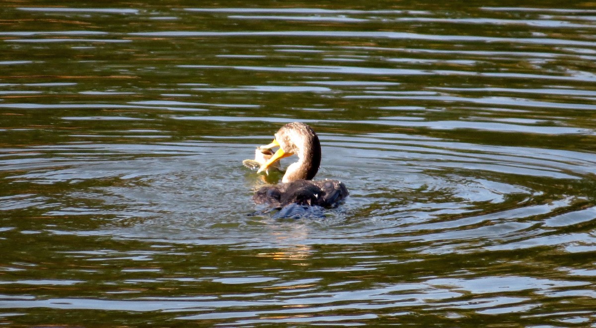 Double-crested Cormorant - ML285973341