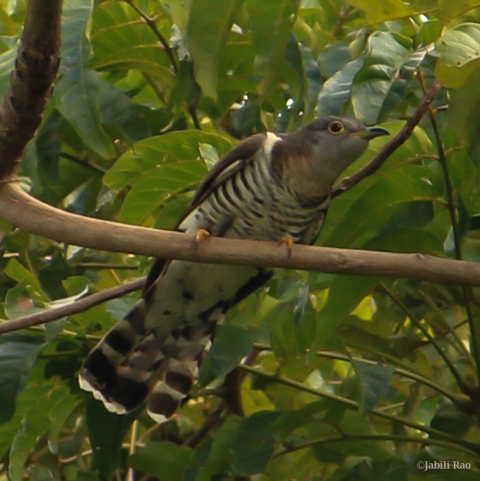 Indian Cuckoo - ML285975021