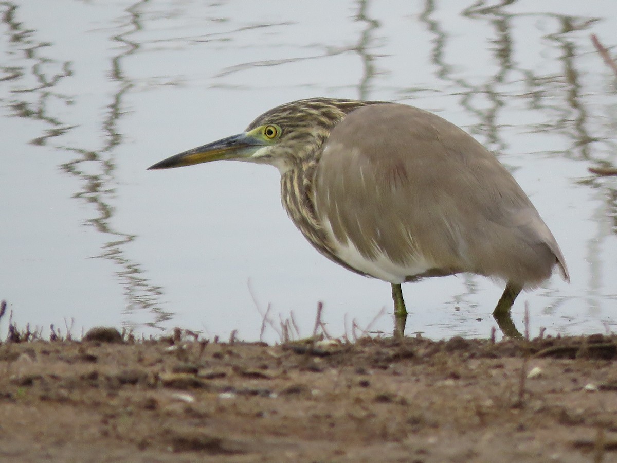 Indian Pond-Heron - ML285975481