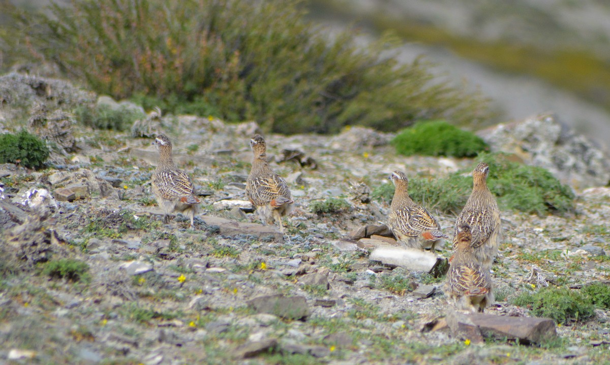 Tibetan Partridge - ML285977801