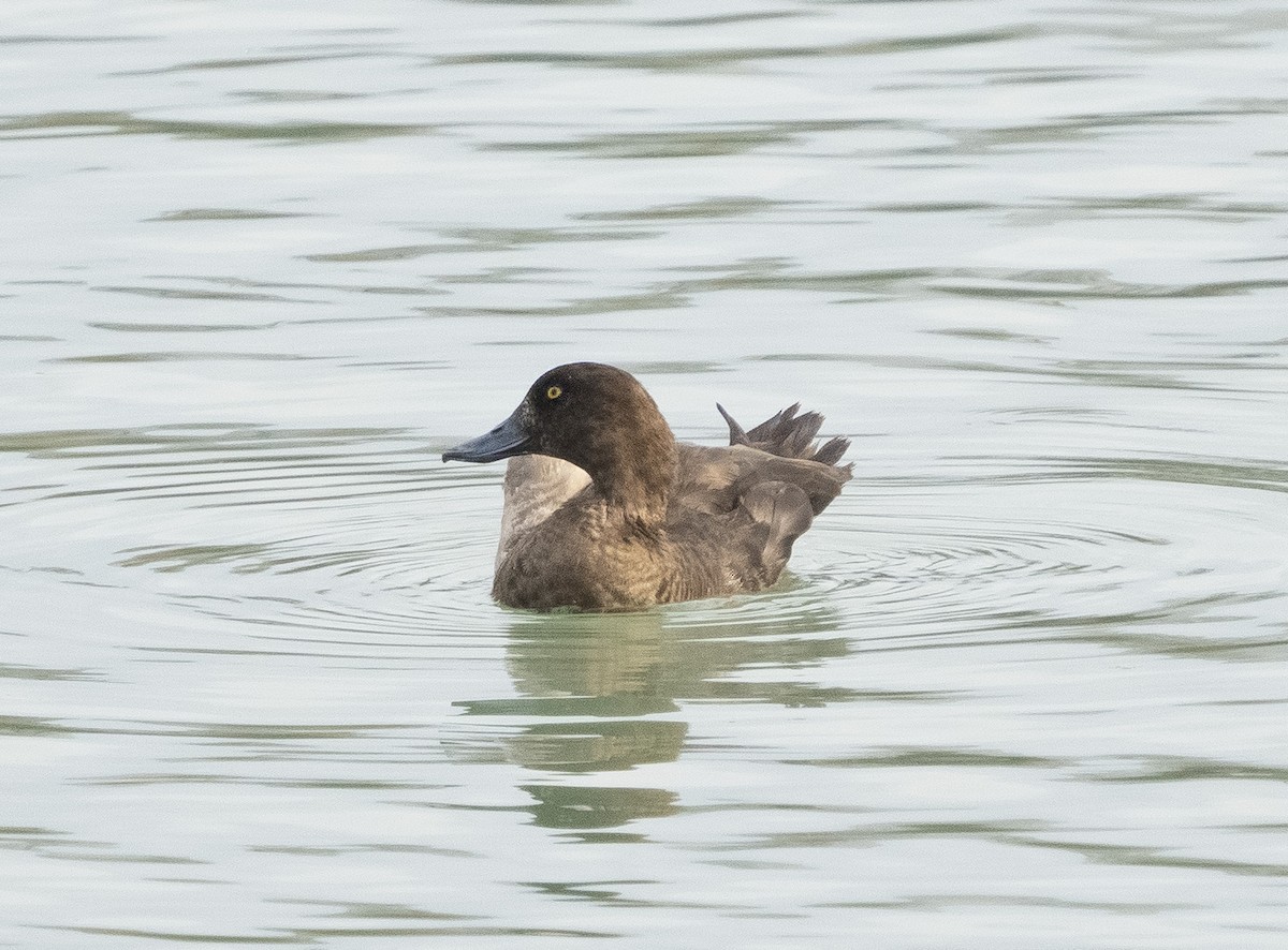 Tufted Duck - ML285979251