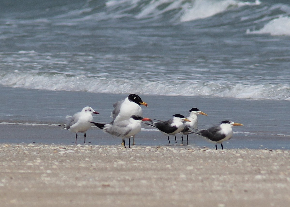 Pallas's Gull - ML285980031