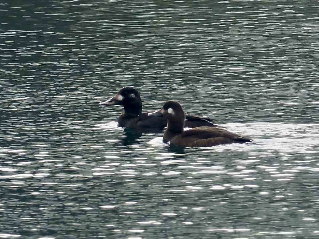 Velvet Scoter - ML285981371