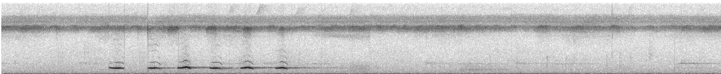 Grallaire tachetée (macularius) - ML285983