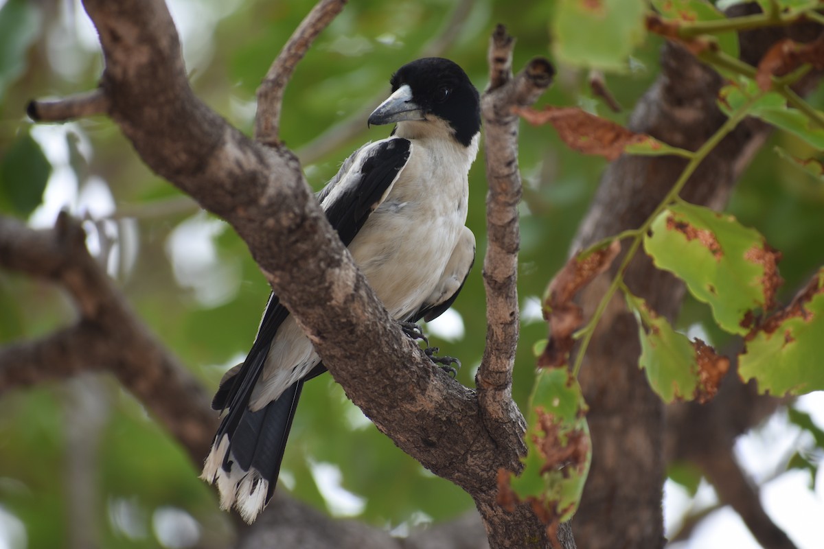 Silver-backed Butcherbird - ML285984171