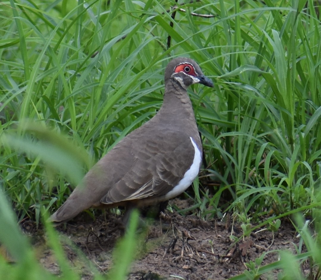 Partridge Pigeon - ML285985071